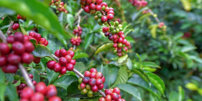Kopi GEISHA, Inilah sejarah dan keistimewaannya